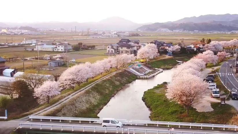 鉢山桜並木